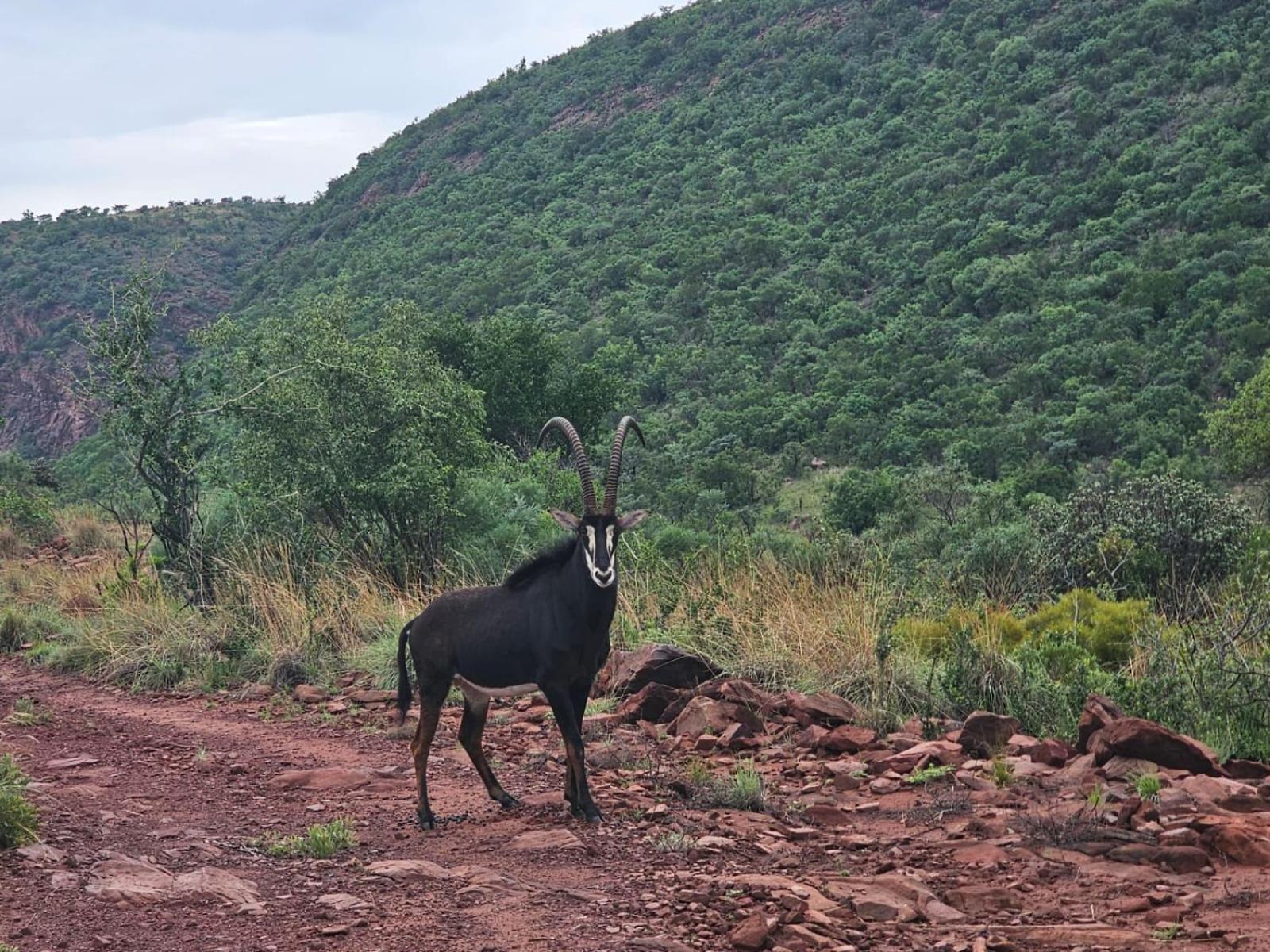 Waterfall Safari Lodge Winterkamp 外观 照片