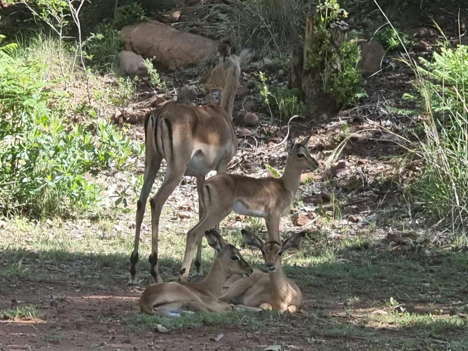 Waterfall Safari Lodge Winterkamp 外观 照片