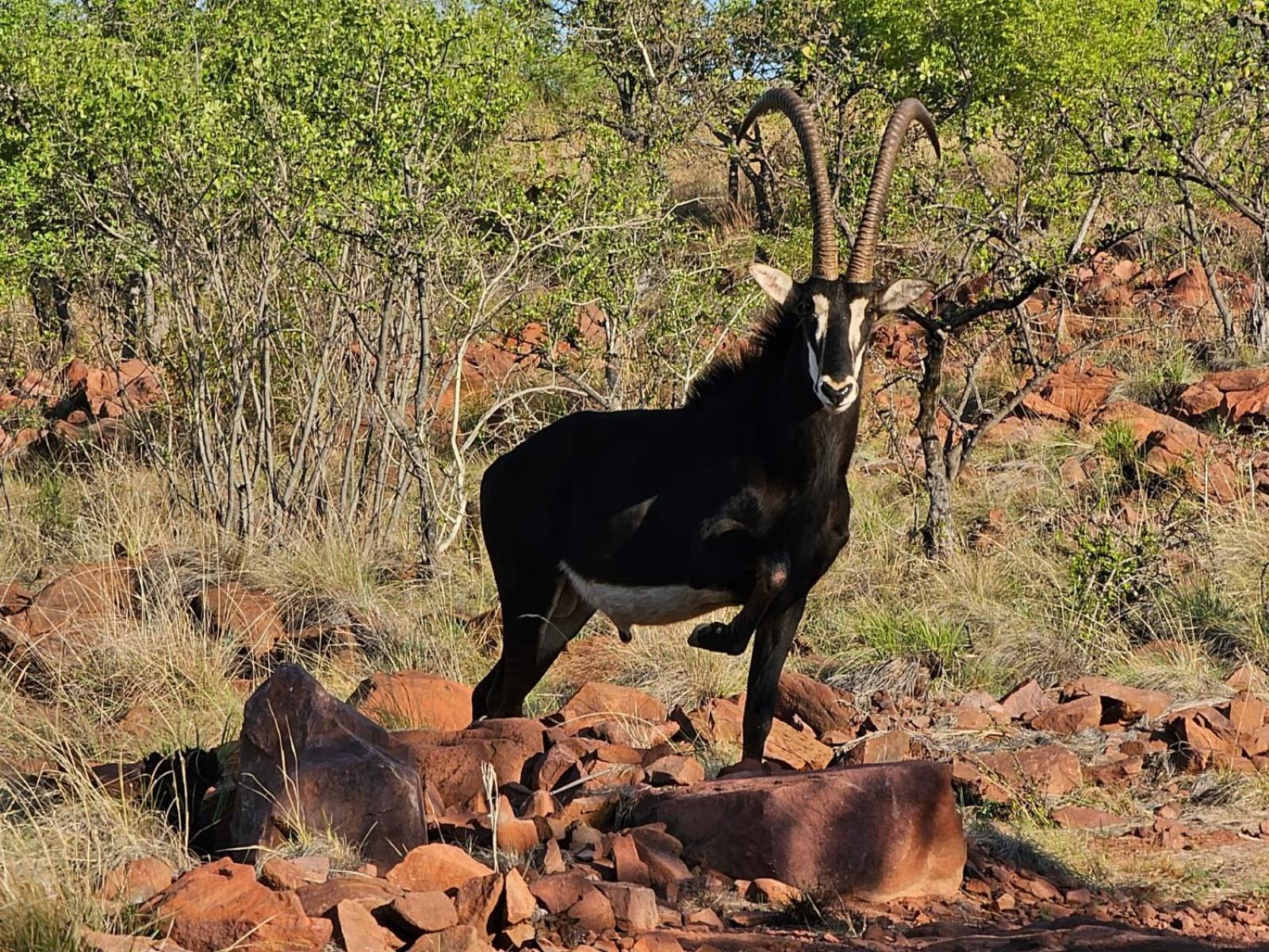 Waterfall Safari Lodge Winterkamp 外观 照片
